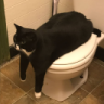 Ywnsu
