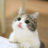 STR KEDİ