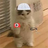 chatrip
